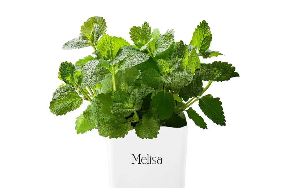 70230_melisa_wh_blk-1000x640-1.webp db8849776d4ba709100e23cb7647bead