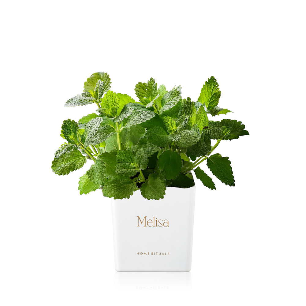 70230_melisa_wh_gold.jpg cacce801f2c5bca53ebf25a86810f76d