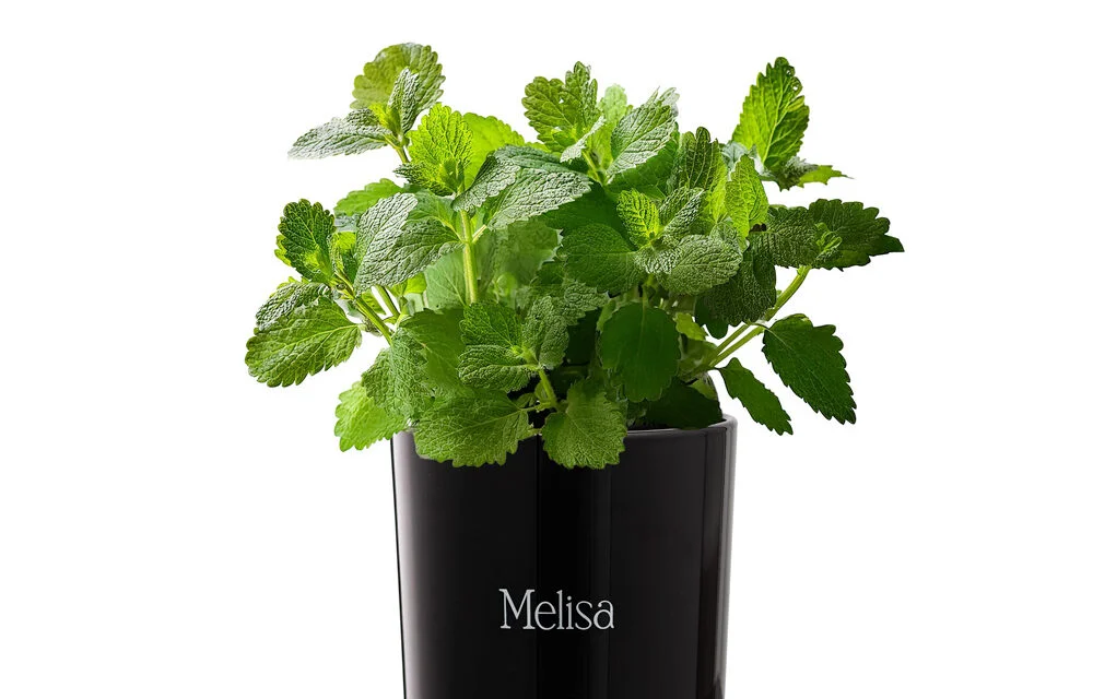 70675_1BW-1000x640-1.webp 980bfb3cfbf650f081207bfbf286f78b