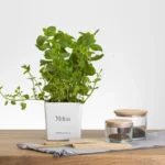 9db06cca20287f8a6f28dfbdfe8f26d8