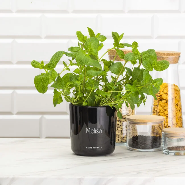 Sklep_aranz_70230-097-650x650-1.webp b1b3bd44935f2c6c62b14bb78dc30327