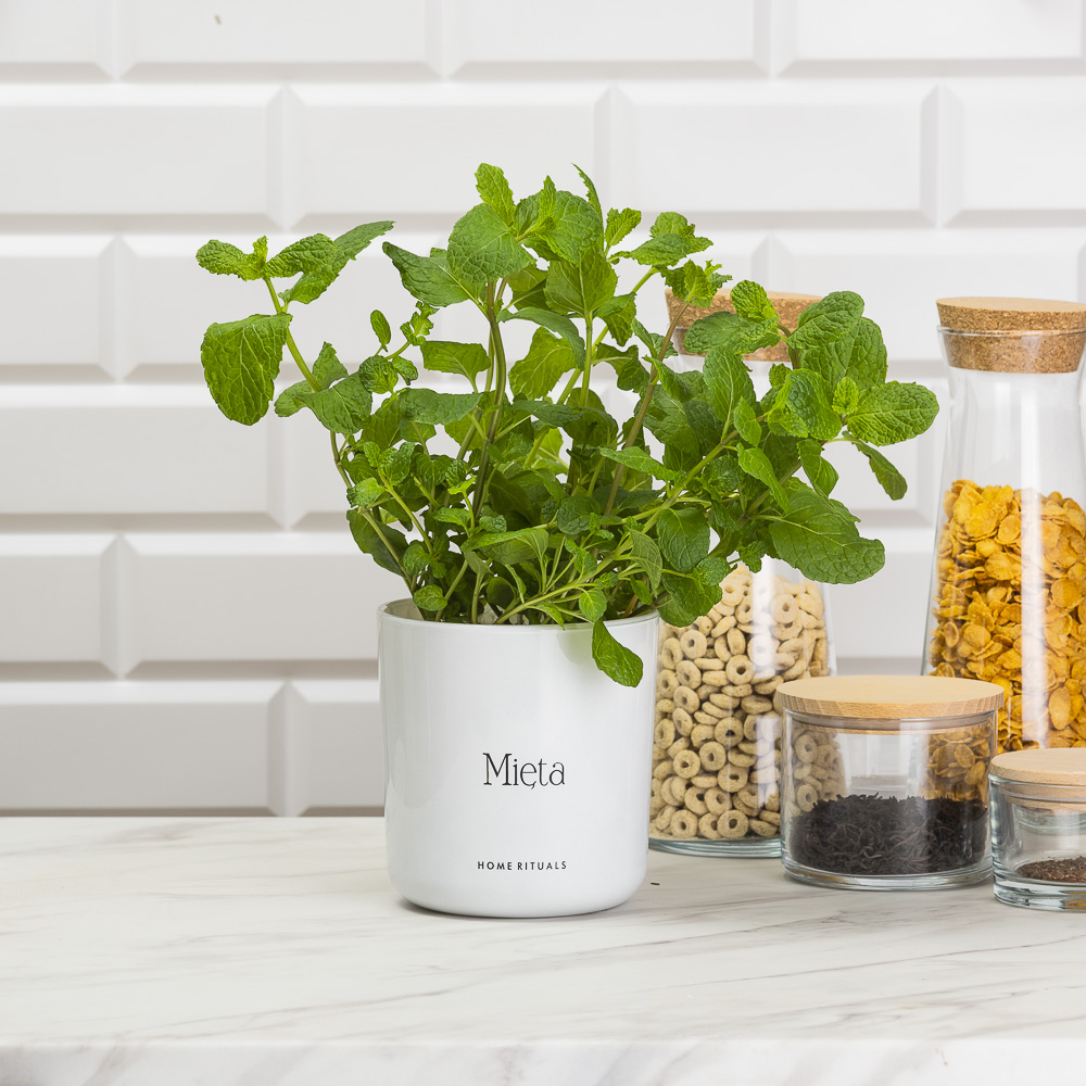 Sklep_aranz_70230-114.jpg 67aaa873e1324947754fb00112f37d0a