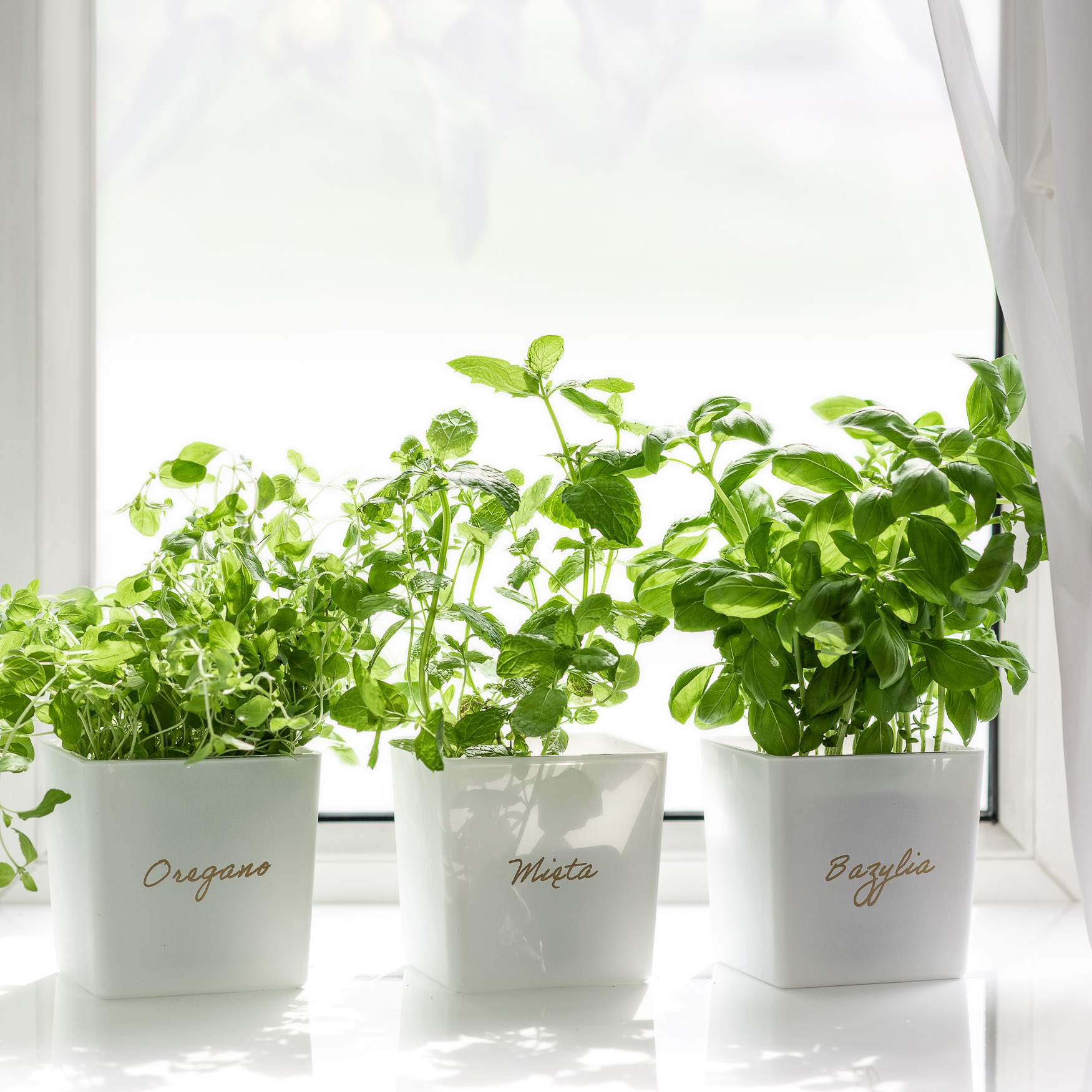 biale-oslonki-ze-zlotym-napisem-oregano-mieta-bazylia-2.jpg 4dadf0a8a7a749b29d49ab7277d44e40